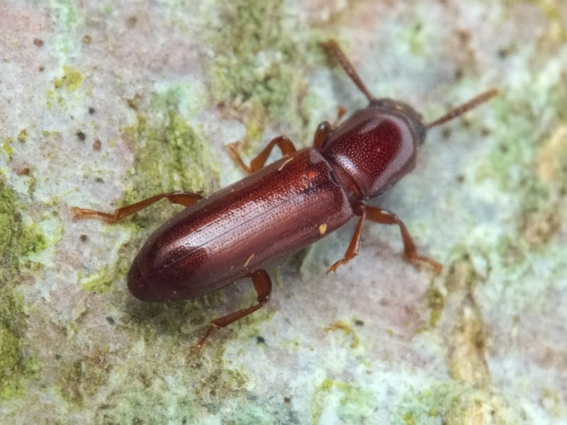 Corticeus unicolor Piller & Mitterpacher, 1783